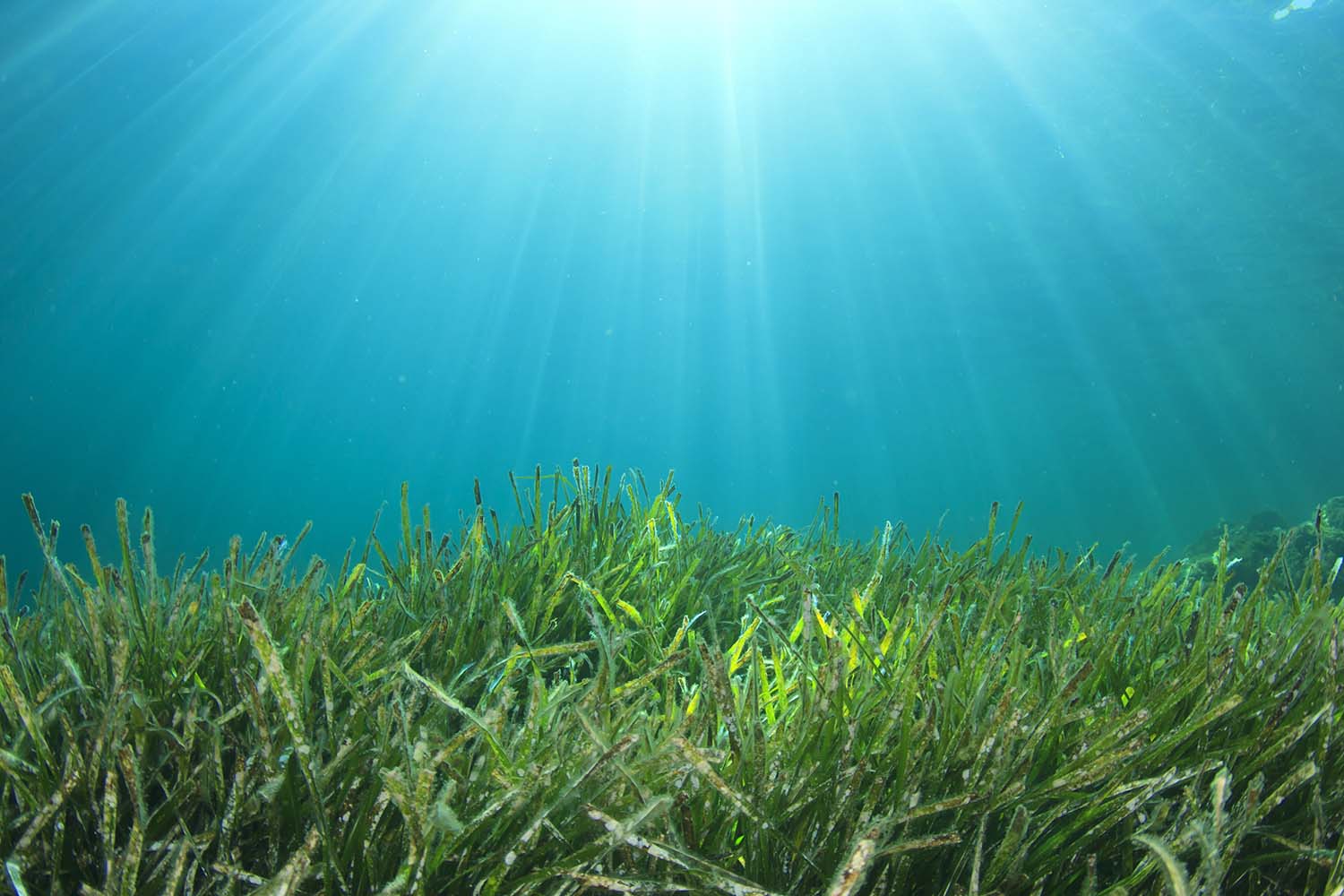 Underwater,Green,Sea,Grass,And,Blue,Ocean,Water